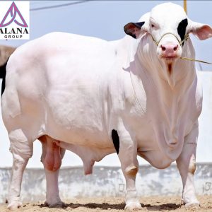 Cattle Farmming