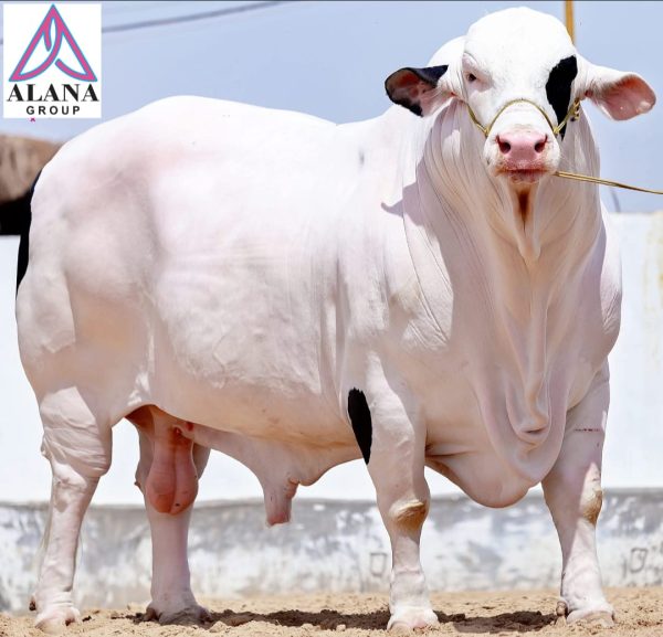 Cattle Farmming